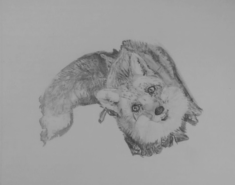 Drawing of a fox