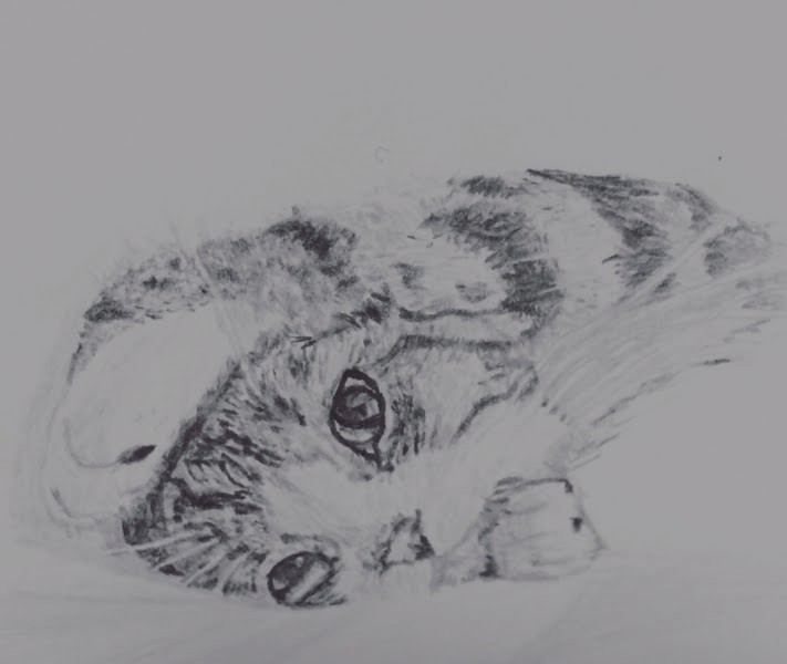 Drawing of a resting cat