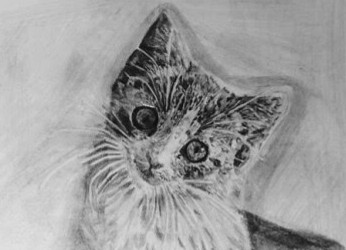 Drawing of a cat